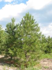 Ponderosa Pine